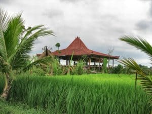 <h3> Bali Screenwriting Retreat – The First Five Days!</h3> <a href="http://www.writeyourscreenplay.com/2011/10/05/bali-screenwriting-retreat-the-first-five-days/">Lunch Spot</a>